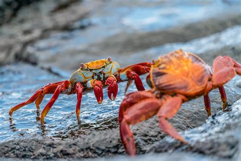 Crab Mentality Explains Why People Are Not Happy for Others.
